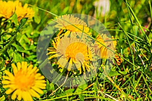 Lots of flowers from dandelions in spring