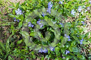 Lots of flowers of vinca minor in april