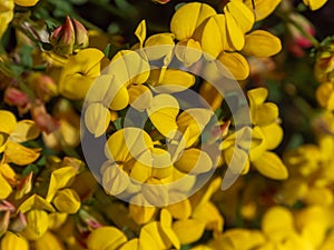 Lots of flowers with yellow petals close-up. Flowers of the furze plant, macro. The plant is in bloom. Yellow petals in macro