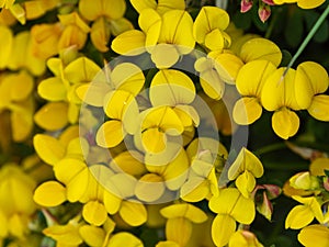 Lots of flowers with yellow petals. Flowers of the ulex plant, macro. The plant is in bloom. Yellow petals in macro