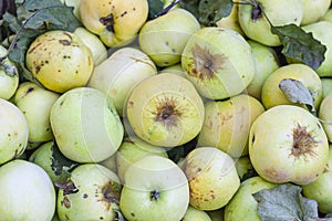 Lots of fresh apples close up after harvest