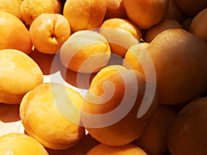 Lots of fresh apricots in a box close-up