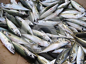 Lots of fresh Chub Mackerel (Scomber japonicus)