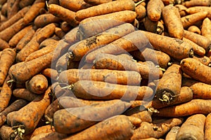 Lots of fresh dirty carrots on the counter. Vitamins, healthy foods and vegetarianism. Close-up