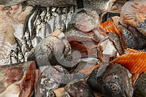 Lots of fresh fish on the counter. Healthy food, diet and vitamins. Close-up