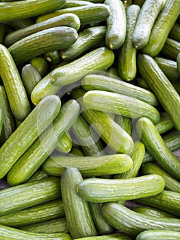 Lots of Fresh Organic Cucumbers at the Market