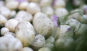 Lots of fresh organic potatoes on the grass on a summer day. Heap of ripe young potatoes in the field. Low angle freshly dug or