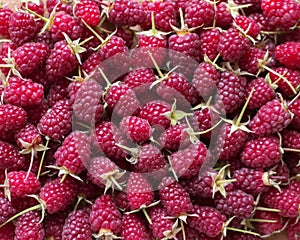 Lots of fresh raspberries with tails solid background