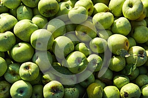 Lots of fresh raw apples. Green large apples of Granny Smith variety, freshly picked from garden trees. Large background or splash