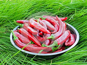 Lots of fresh red hot chili peppers in a metal cup on green grass. Close-up