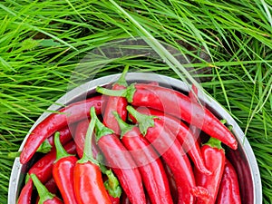 Lots of fresh red hot chili peppers in a metal cup on green grass. copy space