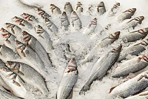 Lots of fresh silver fish on ice on the counter. Healthy eating and diet. Close-up. Top view