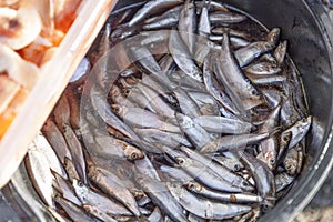 Lots of fresh small fish in a bucket at the market. Top view. Close-up