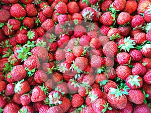 Lots of fresh strawberries