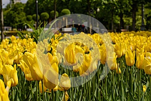 Lots of fresh yellow tulips in city Park