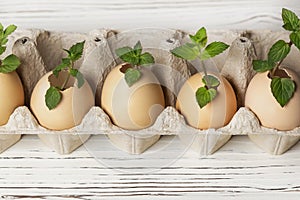 lots of fresh young seedlings in eggshells