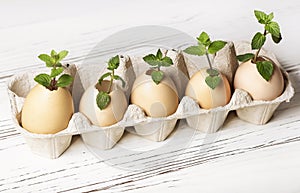 lots of fresh young seedlings in eggshells