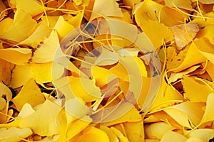 Lots of ginkgo leaves on the ground in autumn