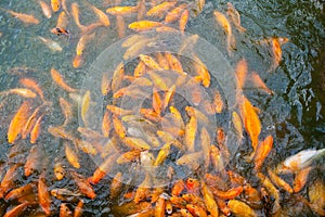 Lots of golden fish in the pond