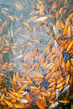 Lots of golden fish in the pond
