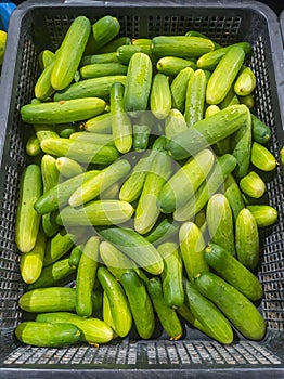 Lots of green cucumbers in a black container.