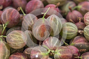 Lots of green goosberry in the background.