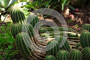 Lots of green large beautiful natural original curved cactus growing on the ground in a park