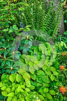 Lots of green plants in a dense garden. Nature landscape of vibrant leaves with different flowering plants in an eco