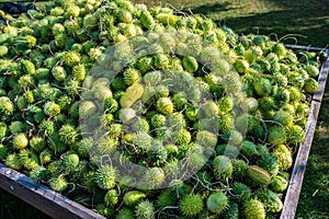 Lots of green spike cucumber, prickly gourd, Momordica dioica, spiny gourd Kantola in a wooden box outdoors at a farm for sale photo