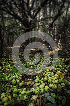 Lots of green wild apples on the ground in the forest