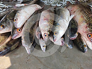 lots of grey mullet mugil cephalus fish arranged in fish market for sale