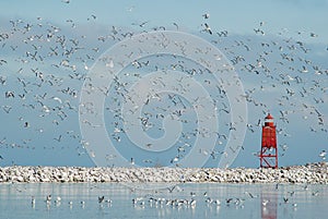 Lots of Gulls