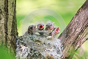 Lots of hungry Chicks out of the nest their open hungry beaks photo