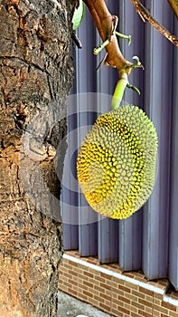 lots of jackfruit hanging from the plant