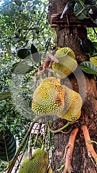 lots of jackfruit hanging from the plant