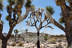 Natural frame of Joshua Trees in the Mojave Desert of California