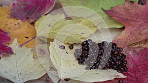 Lots ladybugs. Coccinellidae on the yellow leaf of the plant.