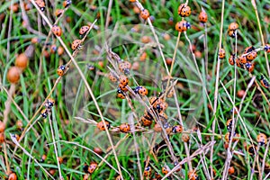 Lots of ladybugs in the grass