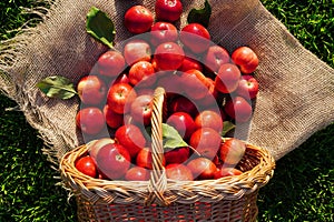 Lots of large red apples in the foreground, harvesting. Fresh farm organic fruits grown in our own apple orchard ripe