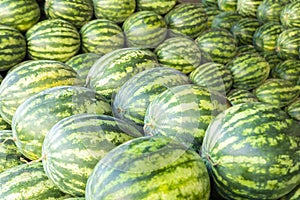 Lots of large sweet green watermelons uesd for background texture