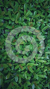 Lots of leaves, green plants for nature backgrounds and wallpapers.