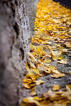 Lots of leaves on a stony path and stonewall