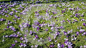 Mucho de la luz a oscuro púrpura azafranes floreciente en la primavera en, alemania. púrpura floreciente azafranes 
