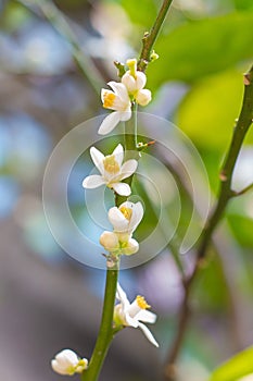 Lots lime flowers, lemon blossom on tree among green leaves, on bright sunlight, on blurred background