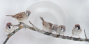 Lots of little birds sitting on a branch during a snowfall