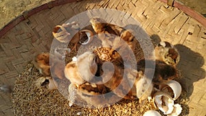 Lots of little chicks in a basket at the agricultural farm. natura