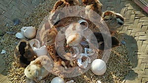 Lots of little chicks in a basket at the agricultural farm. natura