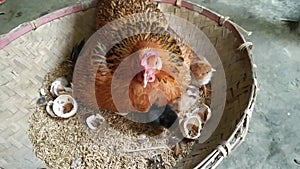 Lots of little chicks in a basket at the agricultural farm. natura