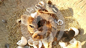 Lots of little chicks in a basket at the agricultural farm. natura