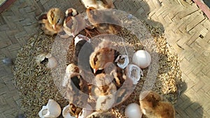 Lots of little chicks in a basket at the agricultural farm. natura